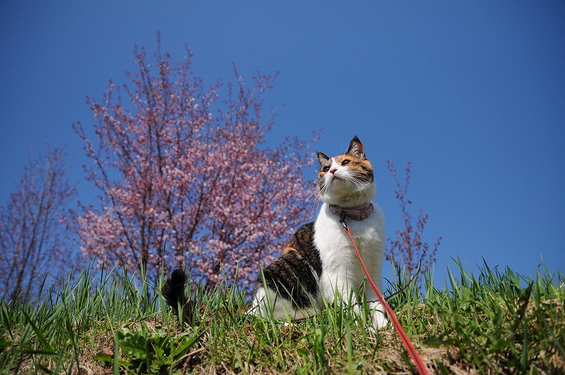 sakura2013_e0116558_1034471.jpg