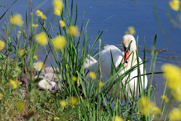 Ellis Creek/Mute Swan family #2_a0126969_6195593.jpg