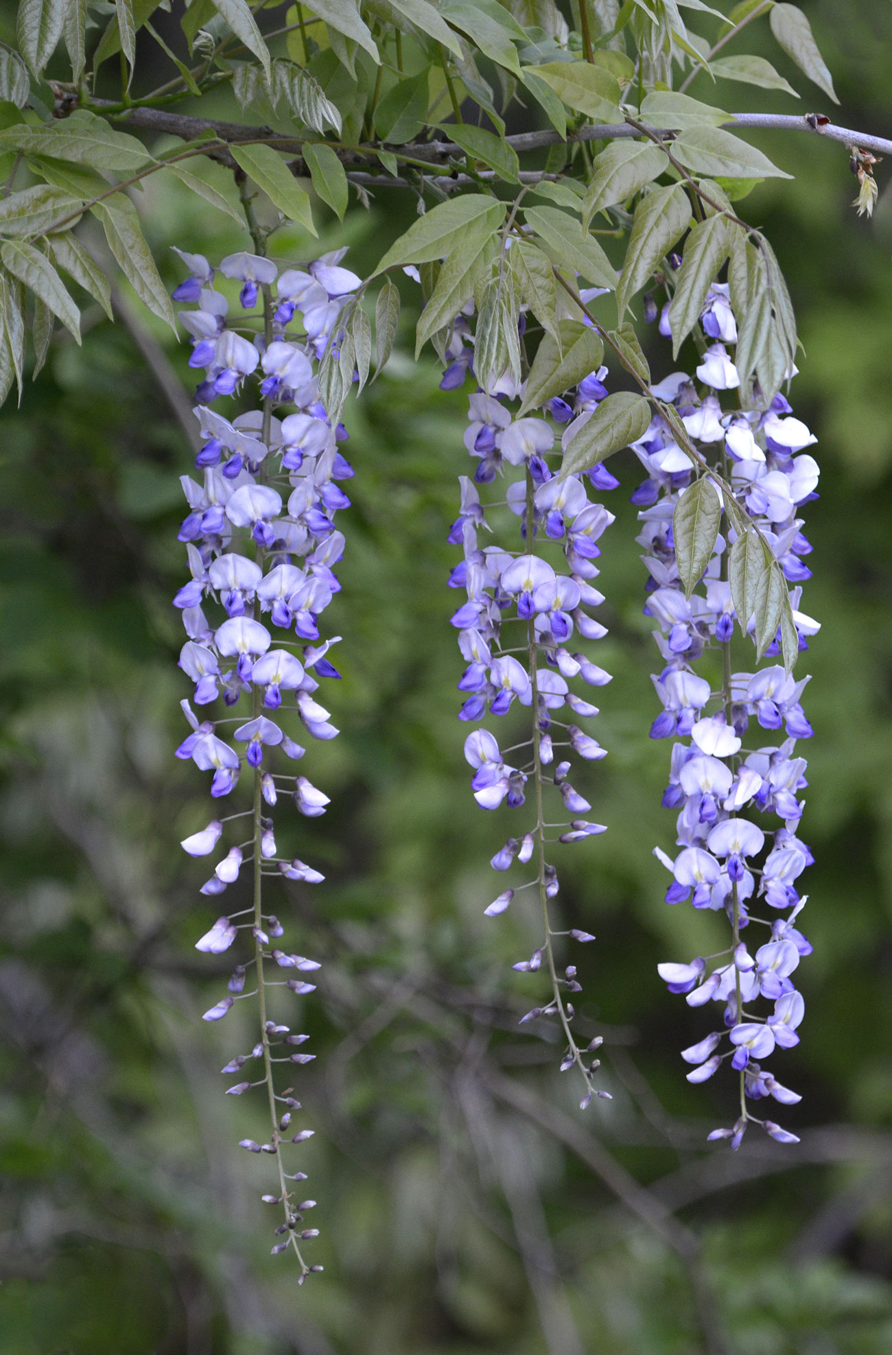 c0232370_54365.jpg