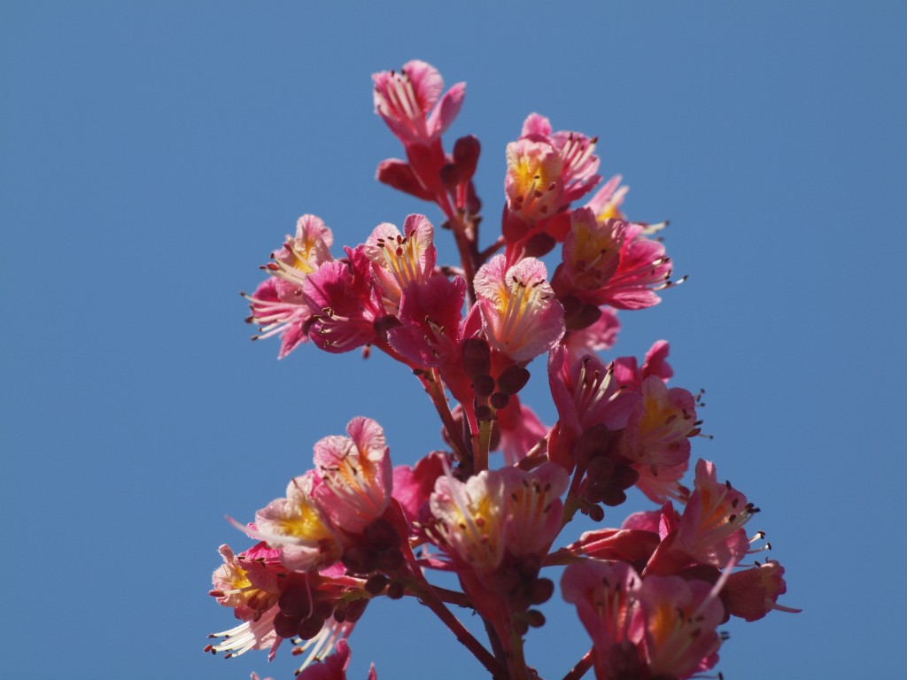 『紅花栃の木（ベニバナトチノキ）のフラメンコ・・・♪』_d0054276_21112939.jpg