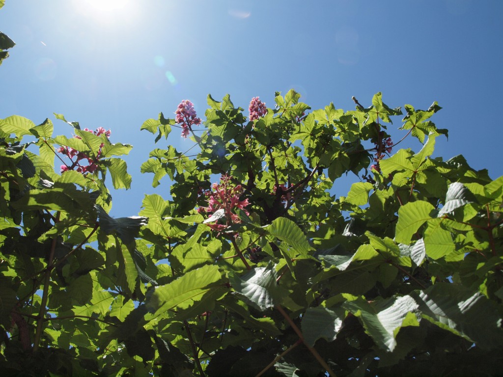 『紅花栃の木（ベニバナトチノキ）のフラメンコ・・・♪』_d0054276_2112080.jpg