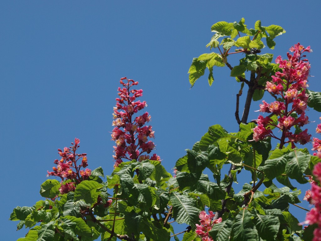 『紅花栃の木（ベニバナトチノキ）のフラメンコ・・・♪』_d0054276_2193490.jpg