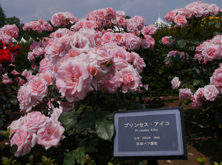 2013年　5月　16日（木）　ナッキー初めての遠足、新宿御苑のバラ園_c0004078_953183.jpg