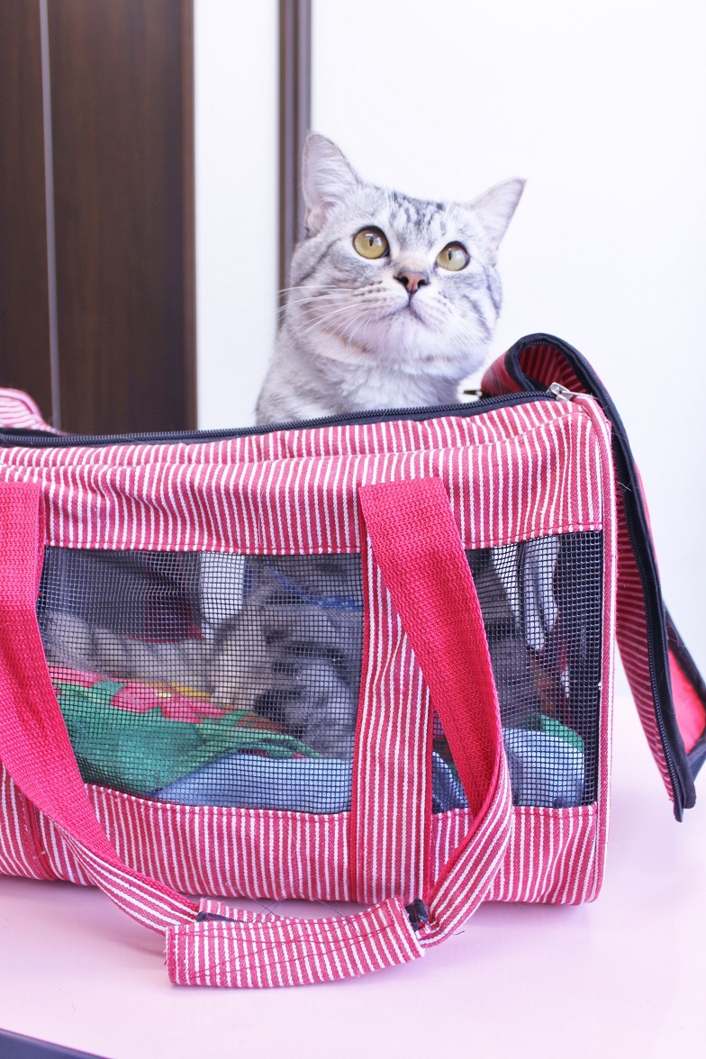 猫さんキャリー&リードのすゝめ_c0245679_11273348.jpg