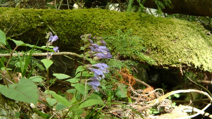 赤西渓谷～先代杉～山登り♪_e0024081_21312247.jpg