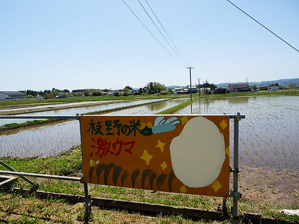 5月17日の田んぼ(上目黒小・枝野小)_d0247484_15295830.jpg