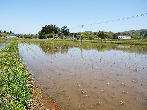 5月17日の田んぼ(上目黒小・枝野小)_d0247484_15325267.jpg