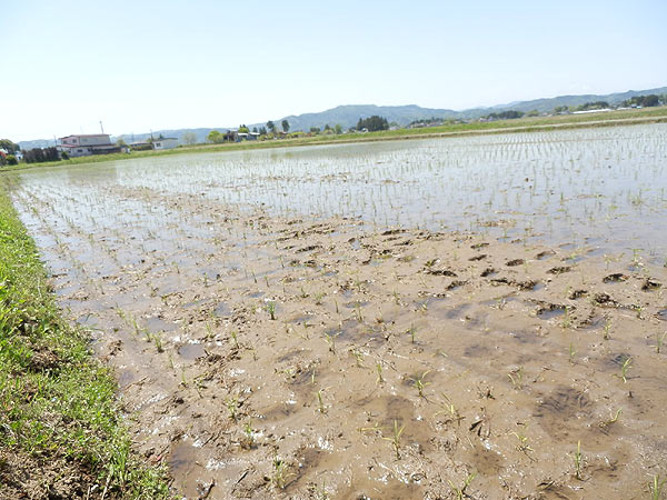 5月17日の田んぼ(上目黒小・枝野小)_d0247484_15382279.jpg