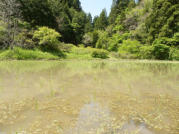 5月17日の田んぼ(月光原小・西根小)_d0247484_16102748.jpg