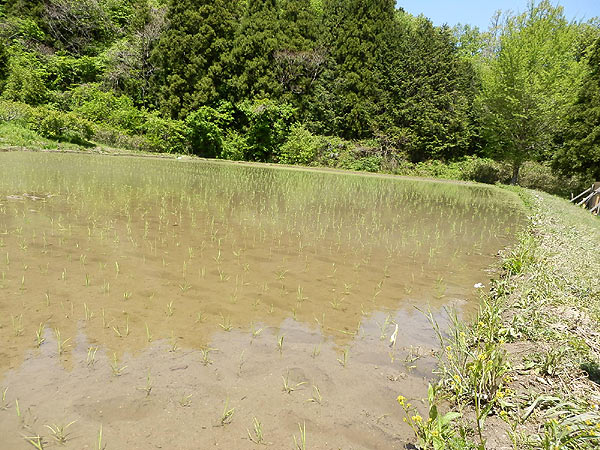 5月17日の田んぼ(月光原小・西根小)_d0247484_16115373.jpg