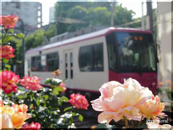 都電荒川線とバラ_b0040888_23162641.jpg