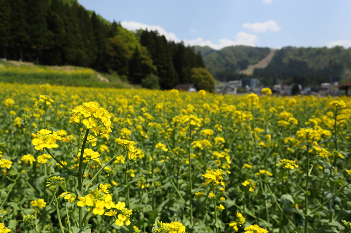 野沢菜発祥の地の野沢菜菜の花満開です 野沢温泉とその周辺いろいろ