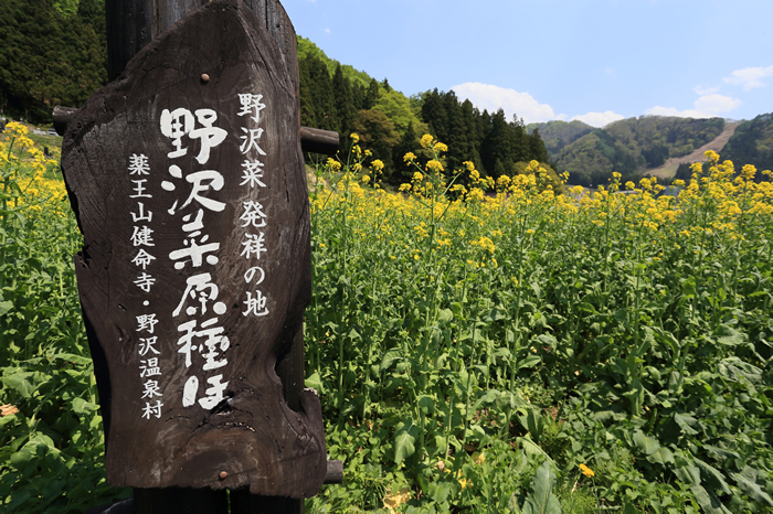 野沢菜発祥の地の野沢菜菜の花満開です 野沢温泉とその周辺いろいろ