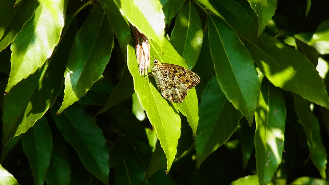 a0152692_18424354.jpg