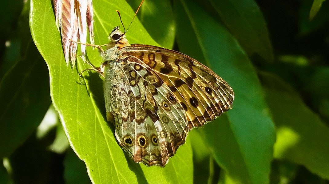 a0152692_18424385.jpg