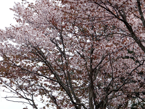 桜林公園の続き♪ 弘前の桜、茅葺き民家など～♪_a0136293_16465495.jpg
