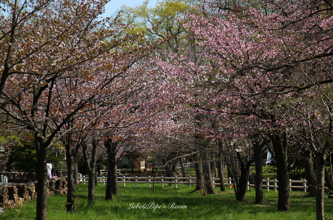 sakura♪_f0001895_16232391.jpg