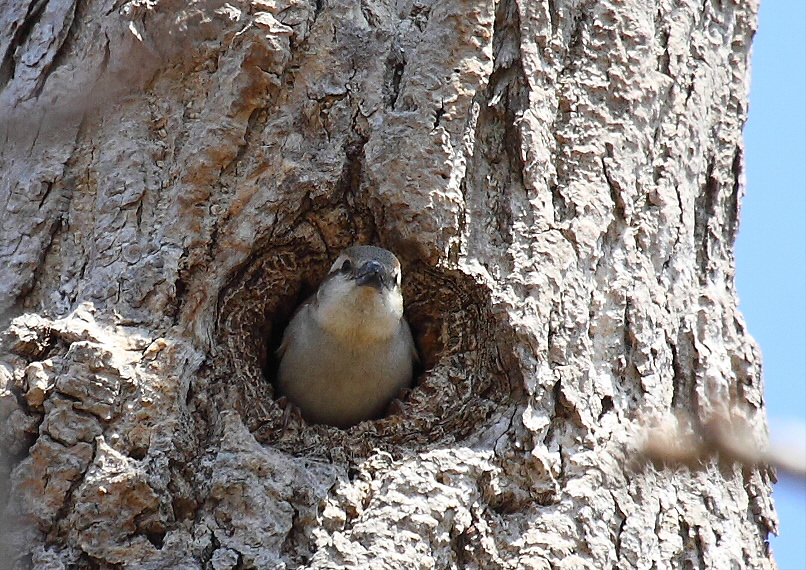 ニュウナイスズメのお家_c0113597_14534276.jpg