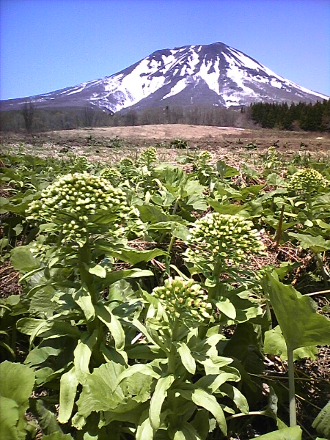 ☆岩木山のお顔もさまざま_b0128805_177349.jpg