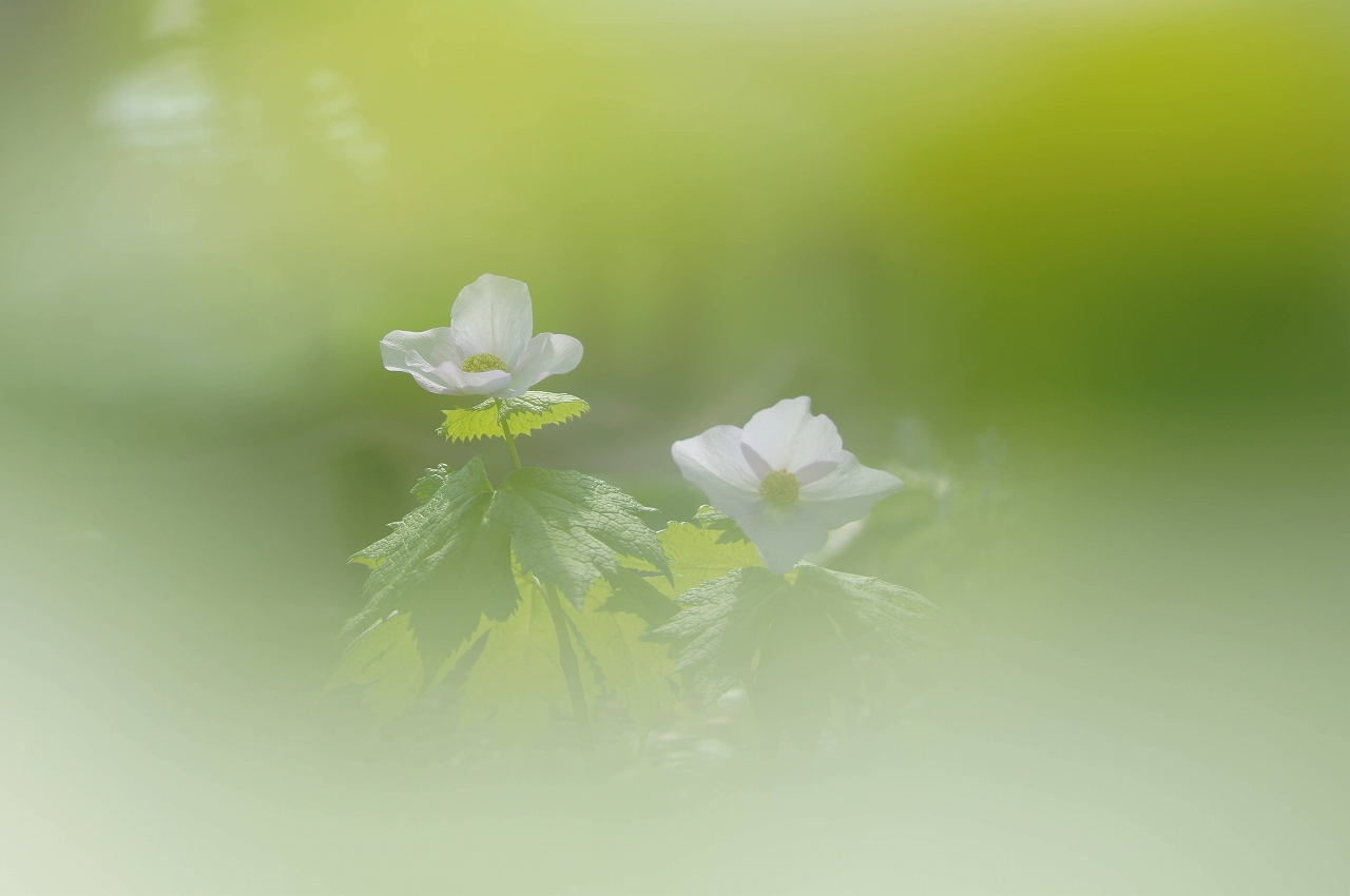 ５月の豊平公園～アラカルト_b0225108_21222642.jpg