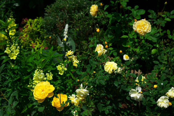 a0263109_225996.jpg