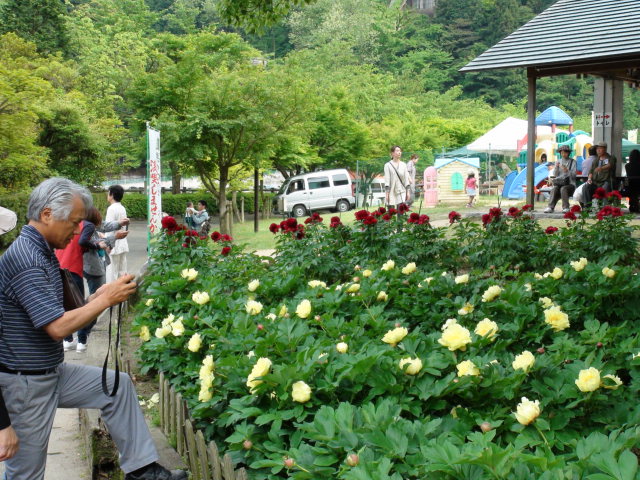 マイントビア別子のシャクヤク祭り…2013・5・18_f0231709_23505347.jpg