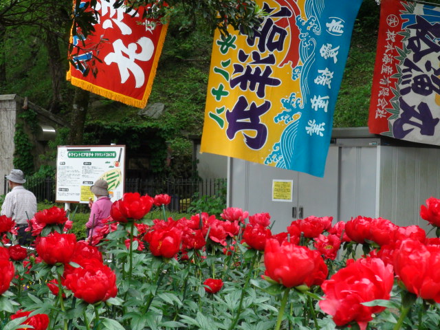 マイントビア別子のシャクヤク祭り…2013・5・18_f0231709_23515113.jpg