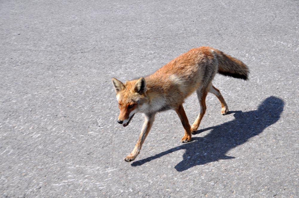 野生のキツネに遭遇！_e0162117_13161964.jpg