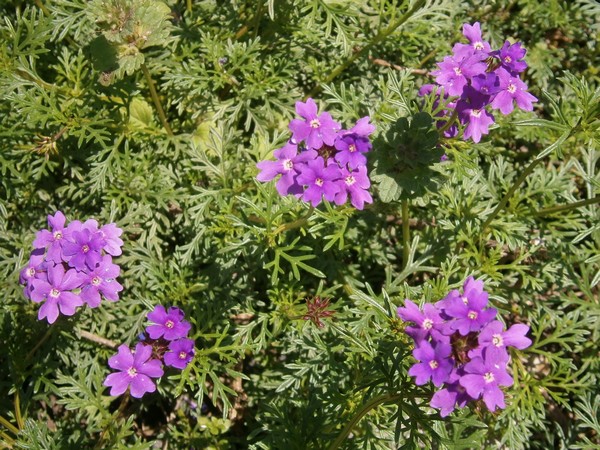 初夏の野草 小さい紫の花 四方山話
