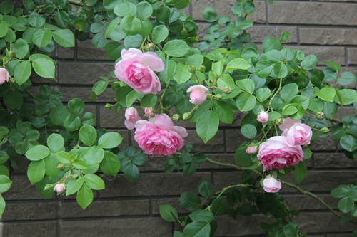 薔薇 ジャスミーナとクレマチスいろいろ マミィの花と手づくりの時間