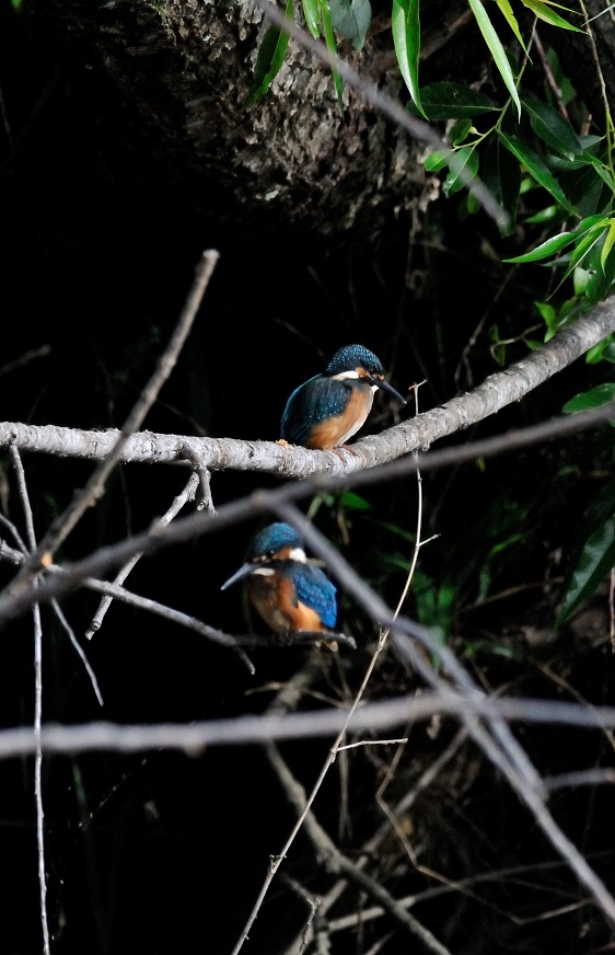 佐鳴湖にて「カワセミ」を、、、、、_c0046520_22305143.jpg