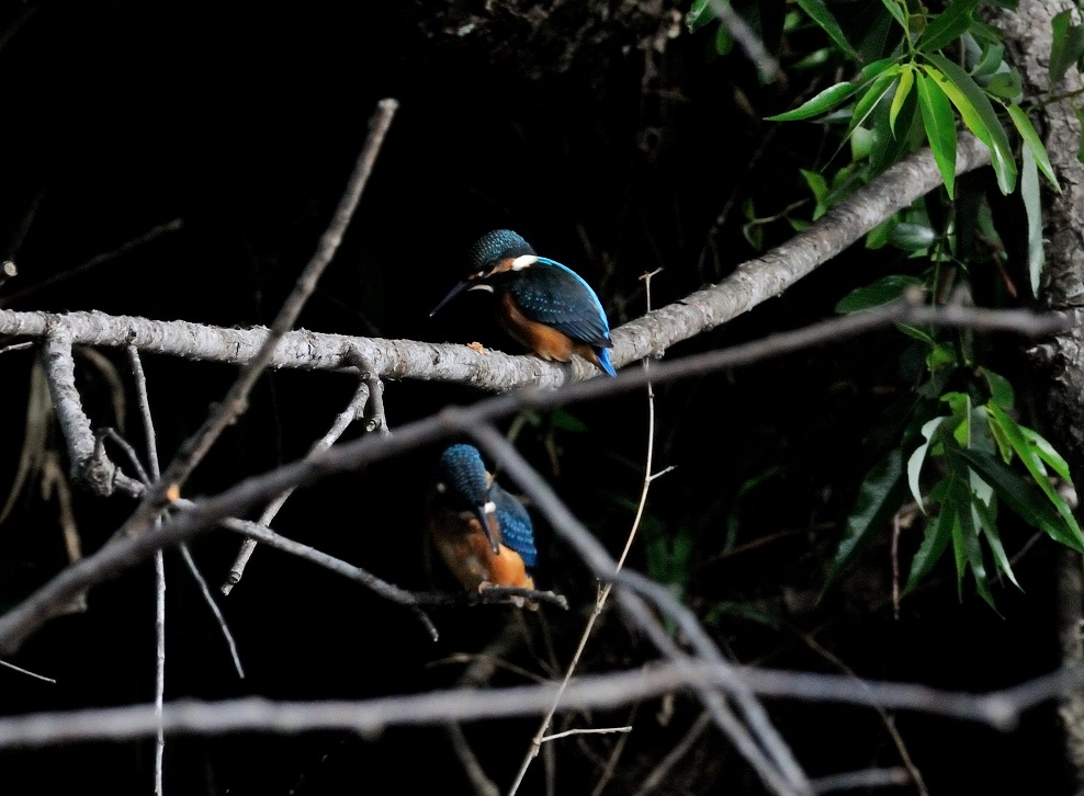 佐鳴湖にて「カワセミ」を、、、、、_c0046520_2231189.jpg