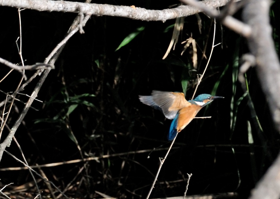 佐鳴湖にて「カワセミ」を、、、、、_c0046520_22313154.jpg