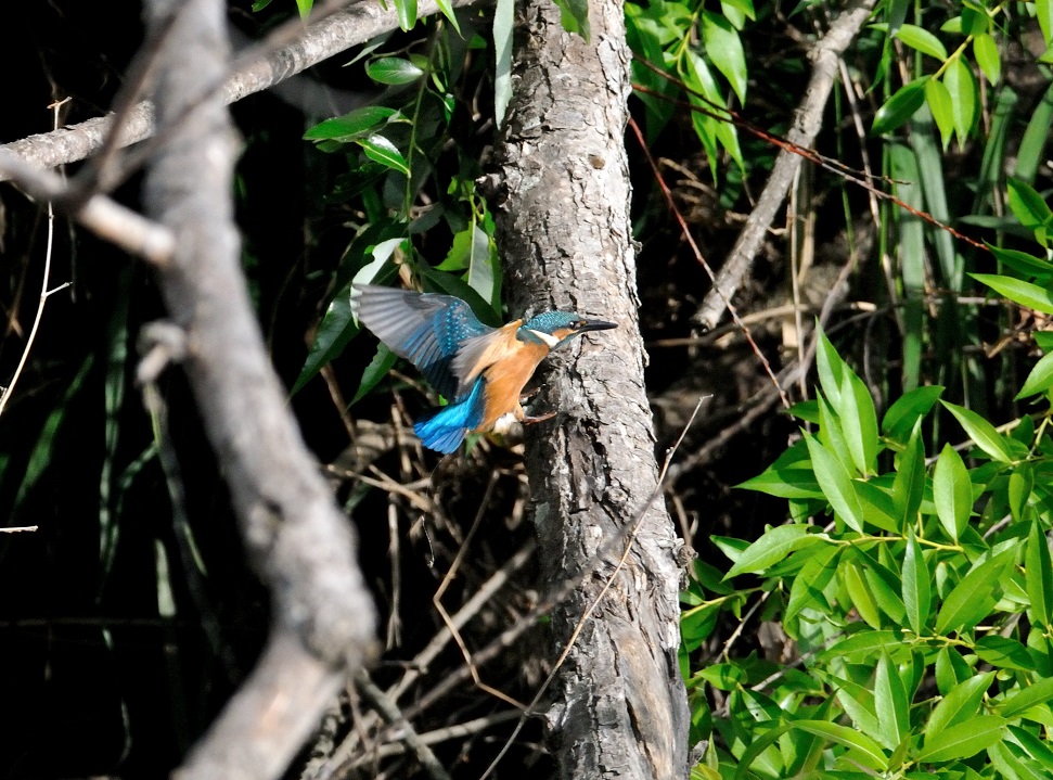 佐鳴湖にて「カワセミ」を、、、、、_c0046520_22313723.jpg