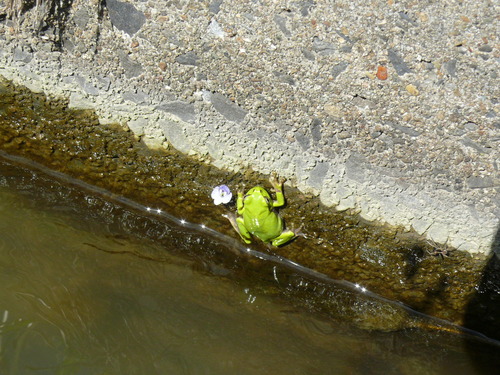 田植えがはじまりました！_f0052323_14575863.jpg