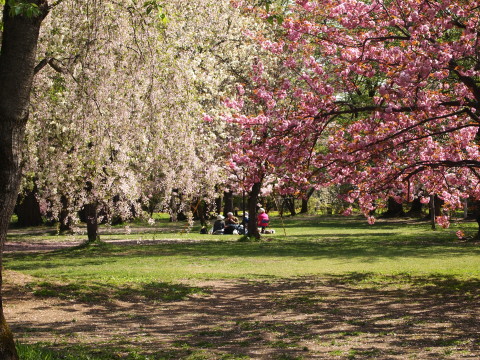 弘前公園桜・世界一の桜並木20130517_b0147224_20572051.jpg