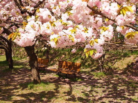 弘前公園桜・世界一の桜並木20130517_b0147224_2057568.jpg