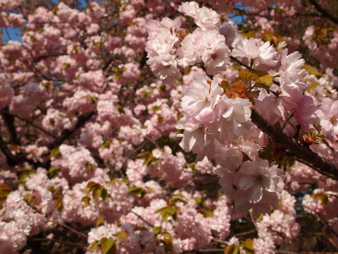 弘前公園桜・世界一の桜並木20130517_b0147224_20581632.jpg