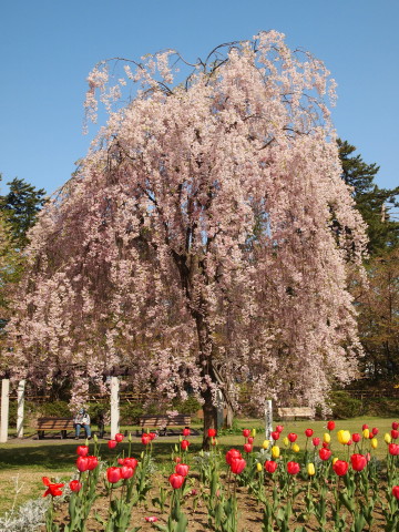 弘前公園桜・世界一の桜並木20130517_b0147224_20593196.jpg