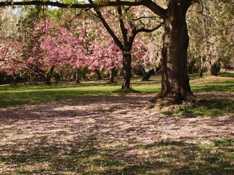 弘前公園桜・世界一の桜並木20130517_b0147224_211317.jpg