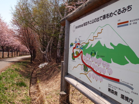 弘前公園桜・世界一の桜並木20130517_b0147224_2113985.jpg