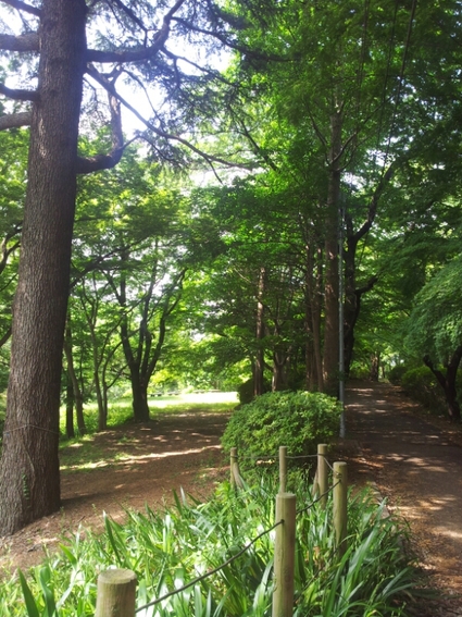 都立 桜ヶ丘公園の朝を歩く_a0146431_12433532.jpg