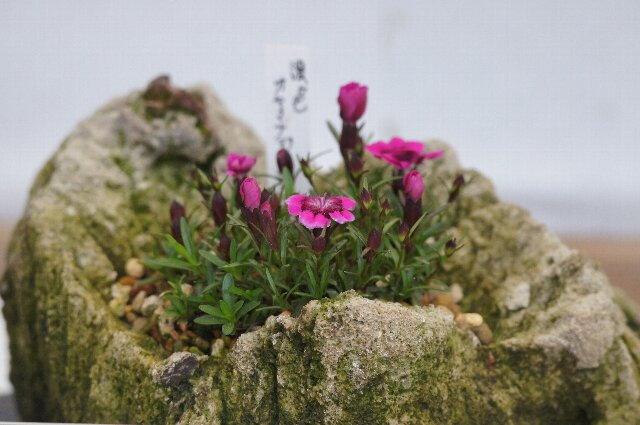 春の山草展にて、その９☆神代植物公園_a0122932_1741488.jpg