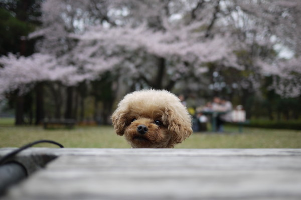 桜散歩＠野川公園_a0206647_8414838.jpg