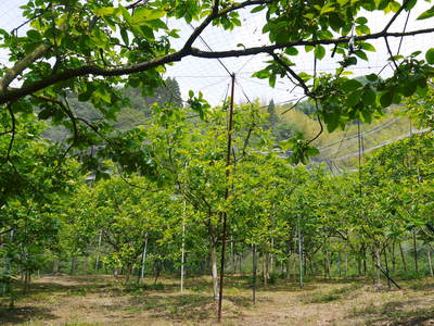 太秋柿　古川果樹園　柿の花咲きました！_a0254656_17565311.jpg