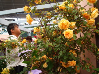 国薔薇_e0105760_4492948.jpg