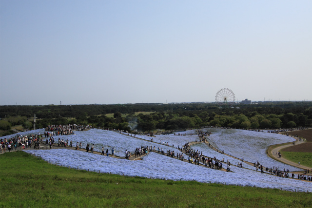 みはらしの丘、ネモフィラブルー♪ひたち海浜公園_d0152261_12372975.jpg