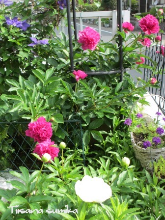 初夏の庭～ジキタリスが素敵♪_a0243064_9242021.jpg