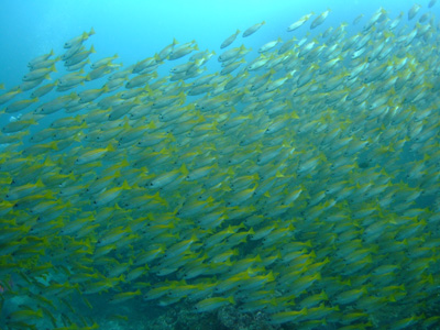 スミランクルーズツアー　出発～お魚編　　 　   SIMILAN_e0184067_14341579.jpg