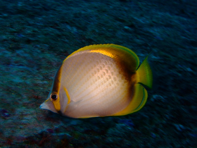 スミランクルーズツアー　出発～お魚編　　 　   SIMILAN_e0184067_143563.jpg